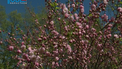 В Челябинском парке Пушкина расцвела сакура