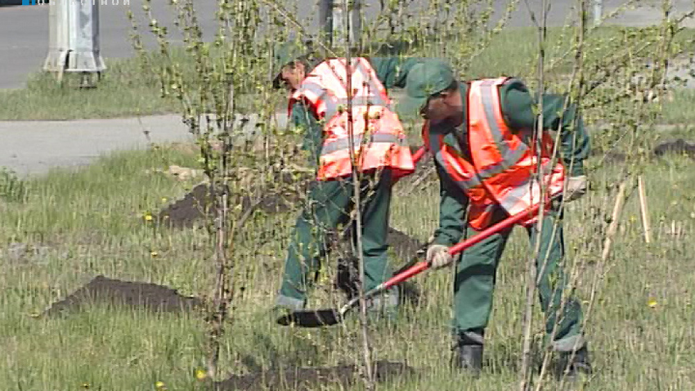 3624 дерева высадят в городе в этом году