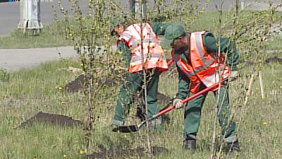 3624 дерева высадят в городе в этом году