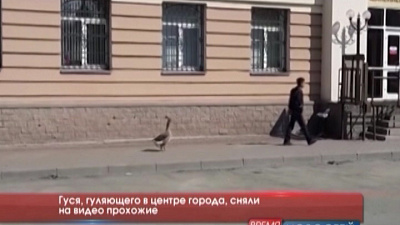 Гуся, гуляющего в центре города, сняли на видео прохожие 