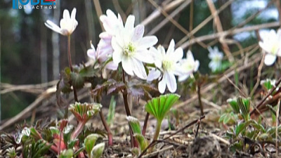 В Челябинской области в лесах зацвели подснежники