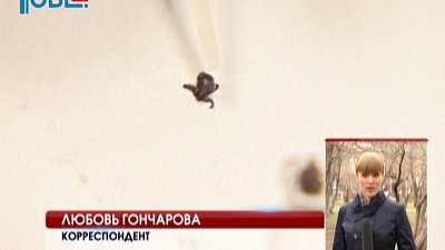 Клещи нападают не только в лесной местности, но и в городской черте.