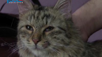 Кошка застряла в вентиляционной шахте 