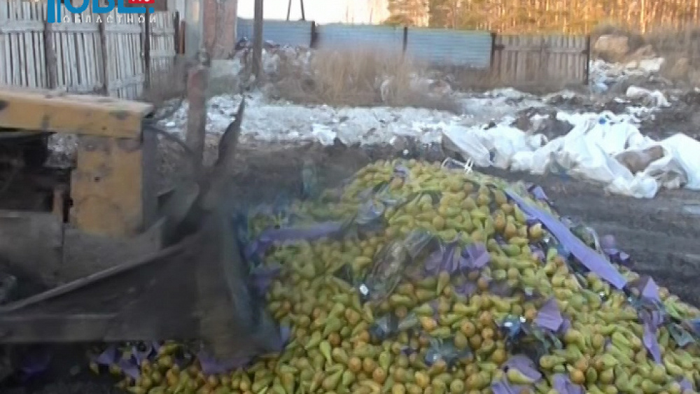 На полигоне в Увельском районе уничтожили 3,5 тонны запрещенных польских груш