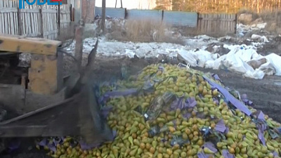 На полигоне в Увельском районе уничтожили 3,5 тонны запрещенных польских груш
