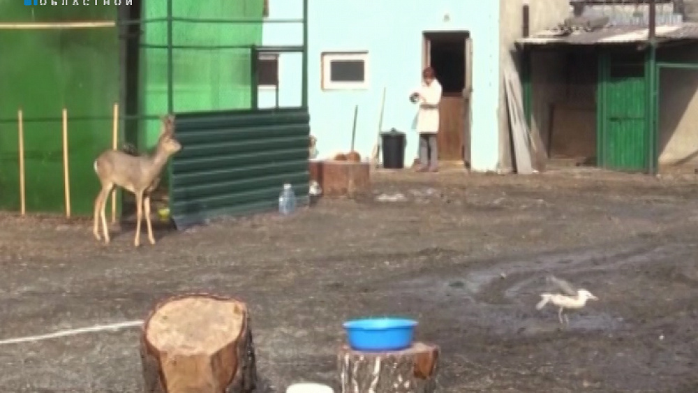 Карен Даллакян в поисках втормета прочёсывает городские свалки