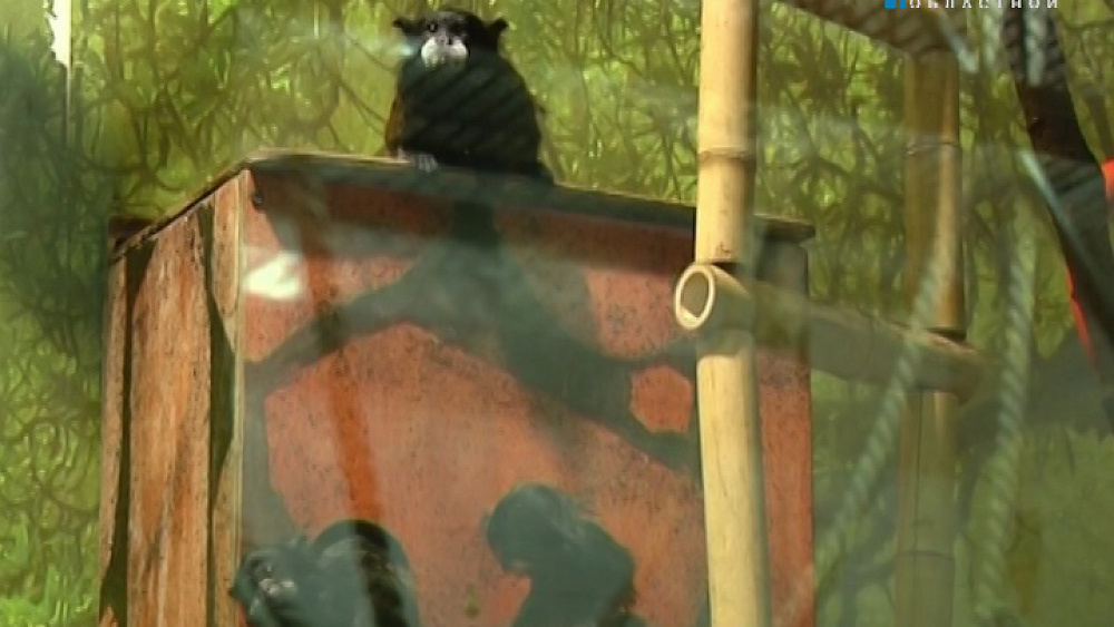 Фабула Более 450 тысяч мраморных тараканов «выплатят» спаре обезьян за новорожденных двойняшек.