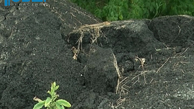 Лес под Челябинском заасфальтировали на миллионы рублей