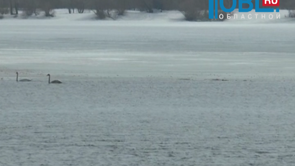 На реке Урал обосновалась стая лебедей 