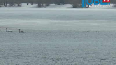 На реке Урал обосновалась стая лебедей 