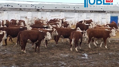 Южноуральских герефордов отправят в Смоленск и Волгоград