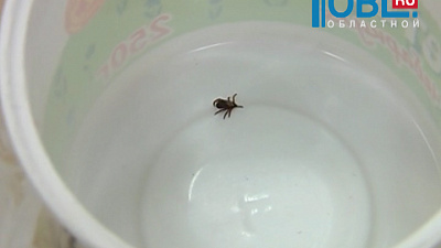 Сезон клещевой активности наступит в регионе в середине апреля