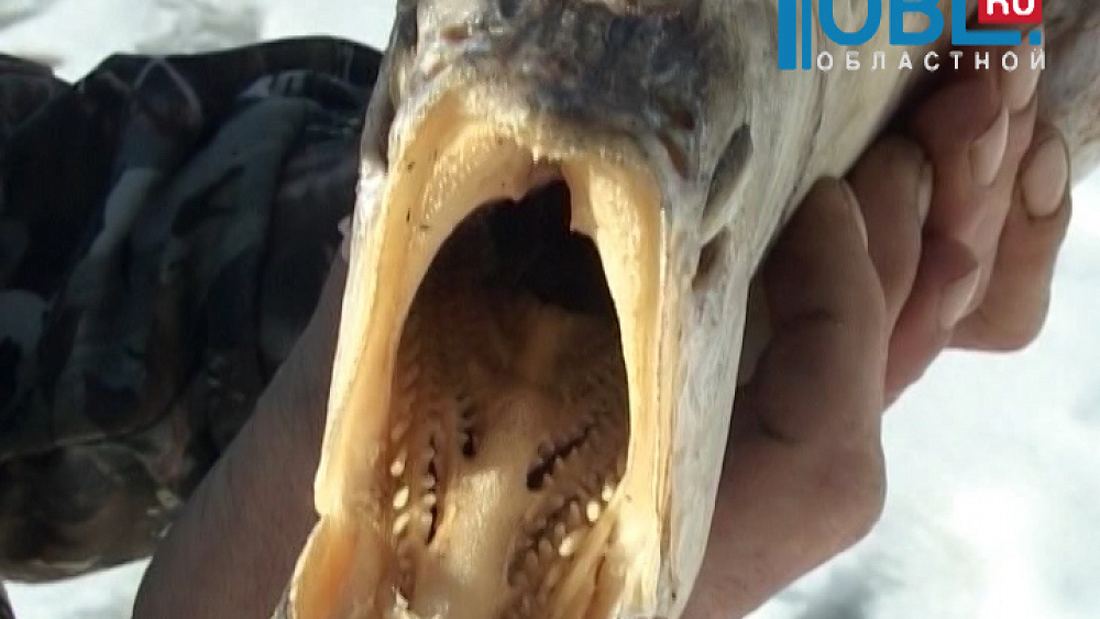 Жители нашли на дне реки необычную рыбу