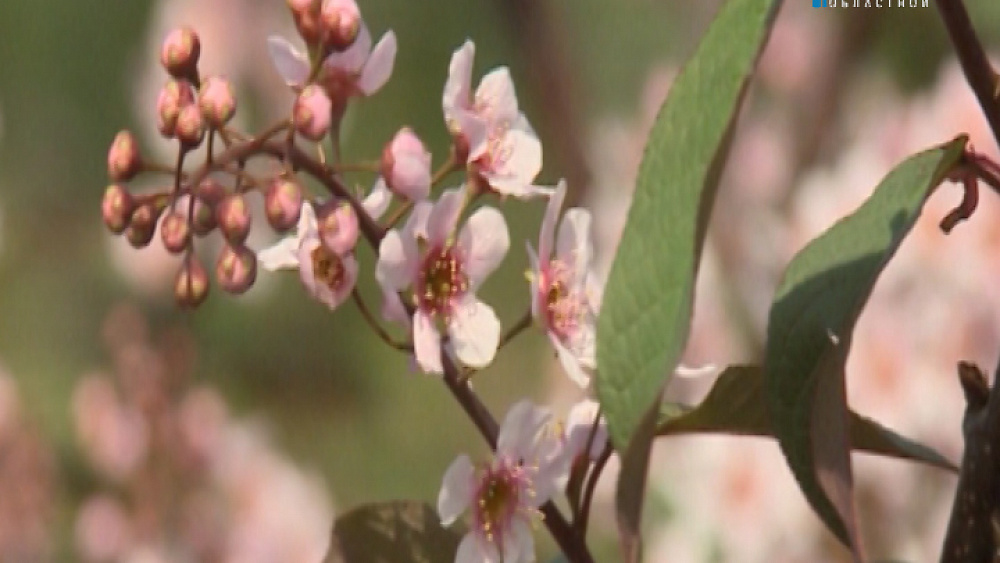 Наш сад Тележурнал №77 от 16.04.2016