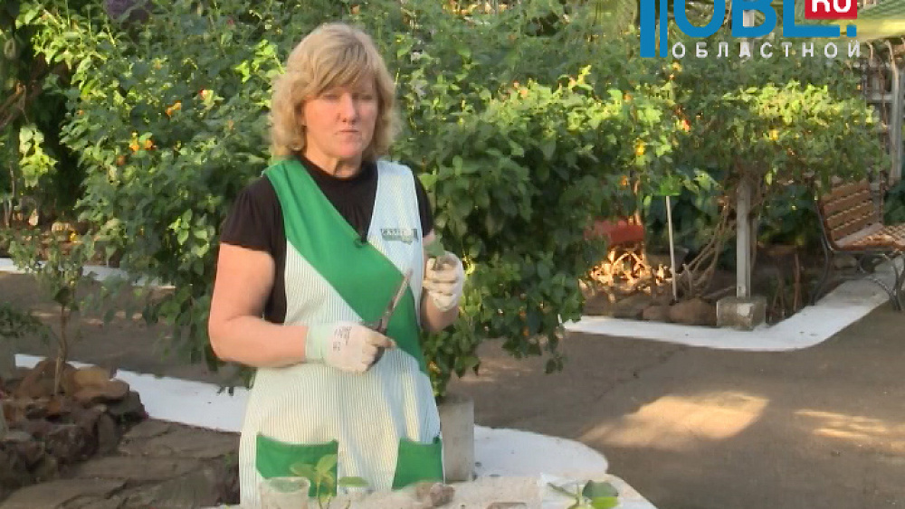 Наш сад Тележурнал №69 от 15.12.2015