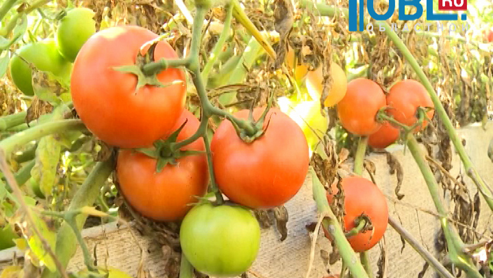 Наш сад Тележурнал №66 от 20.10.2015