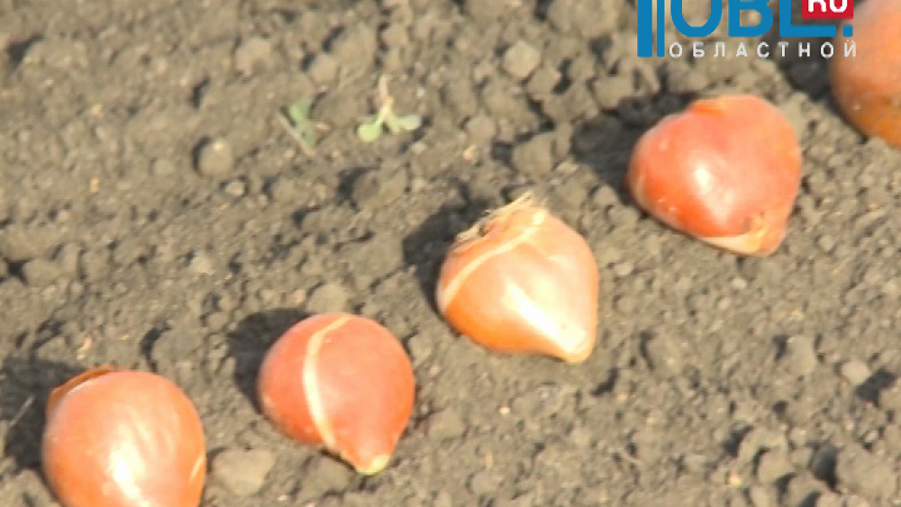 Наш сад Тележурнал №65 от 06.10.2015