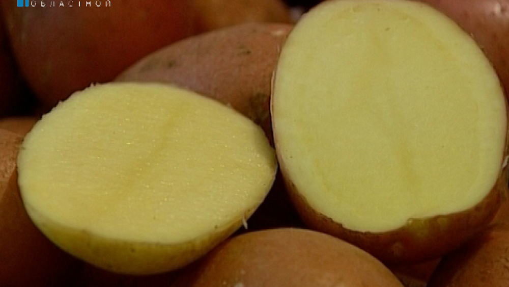 "День картофельного поля - 2016" прошел в Аргаяшском районе