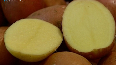 "День картофельного поля - 2016" прошел в Аргаяшском районе