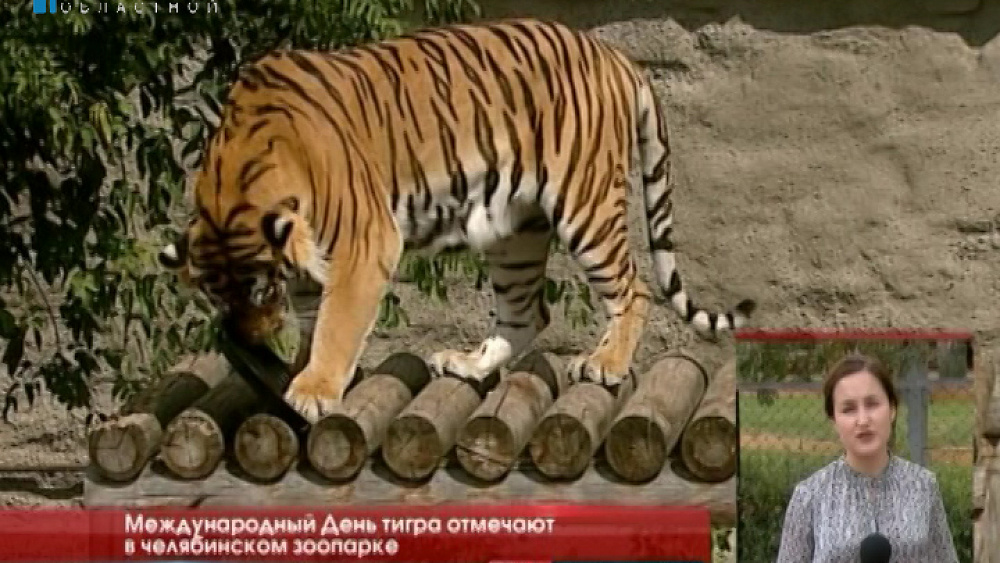 Международный день тигра отмечают в челябинском зоопарке 