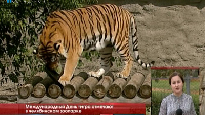 Международный день тигра отмечают в челябинском зоопарке 