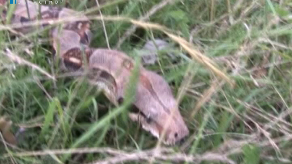 Императорского удава выгуливают на берегу Тургояка