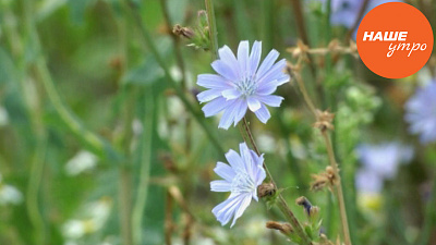 Дикий цикорий