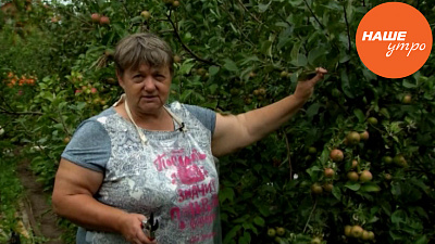 Готовим черенки плодовых деревьев к окулировке