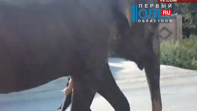 По улицам Златоуста гуляют слоны