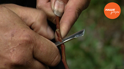 Окулировка плодовых деревьев