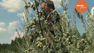 Знахарь: Полынь – трава горькая