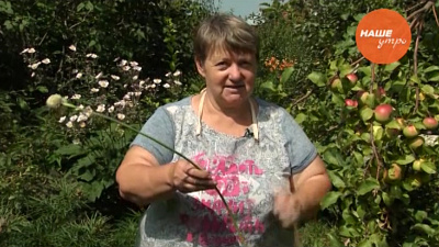 Садовые истории: Чеснок в вашем саду