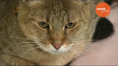 Что делать, если вы завели породистую кошку