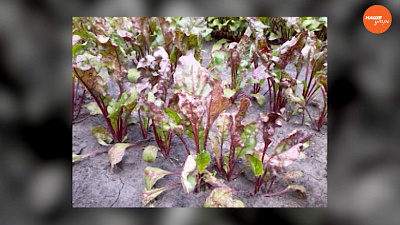 Садовые истории: Все о свекле 