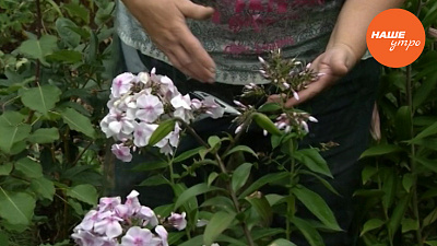 Красивые флоксы в саду