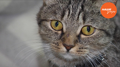 Кошка Рыся ищет хозяев