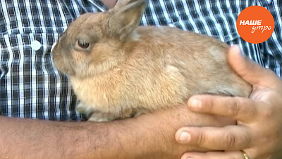 Очаровательные кролики