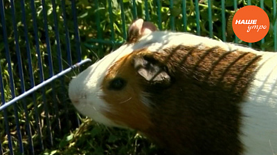 Морские свинки