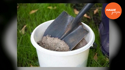 Муравьи в теплице