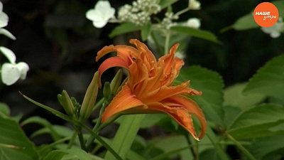 Лилейник в вашем саду