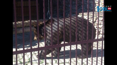 Медведь Андрюша переехал из шашлычной в парк