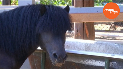 Карликовая лошадь