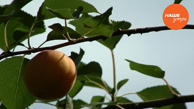 Ухаживаем за абрикосами