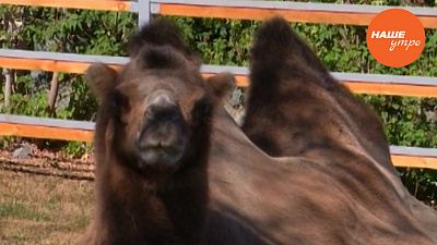 Пушистое утро: Двугорбые верблюды