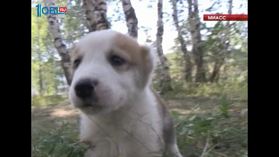 Школьнице из Миасса подарили алабая 