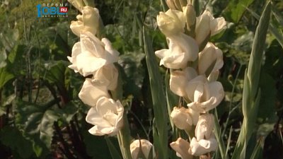 Уютный дом. Тележурнал №86 от 20.08.2016