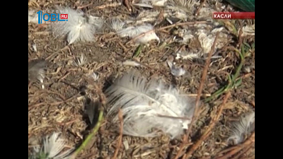 Неизвестный зверь совершает набеги на фермерские хозяйства 