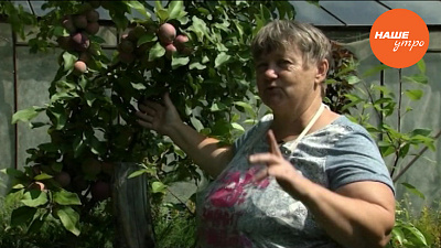 Садовод-опытник Надежда Черненко расскажет про яблоню сорта  «Аркаим»