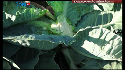 Аграрии области намолотили уже 400 тысяч тонн зерна