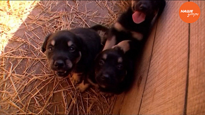 Пушистое утро: Щенки ищут хозяев